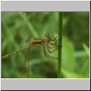 Lestes sponsa - Gemeine Binsenjungfer 01.jpg
